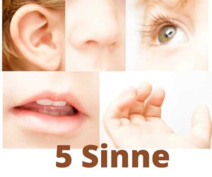 Sinnesorgane